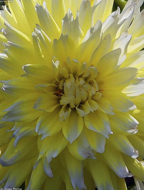Zinnia